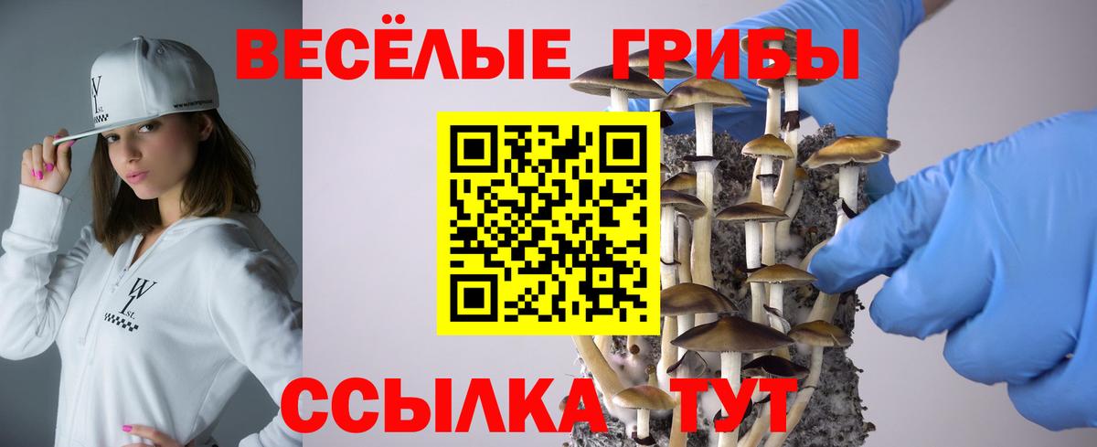 Псилоцибиновые грибы Psilocybe Солнечногорск